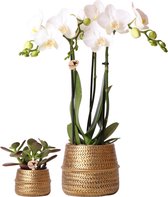 Kolibri Company - Planten set Groove goud | Set met witte Phalaenopsis orchidee Amabilis Ø9cm en groene plant Succulent Aloe Brevifolia Ø6cm | incl. gouden keramieken sierpotten