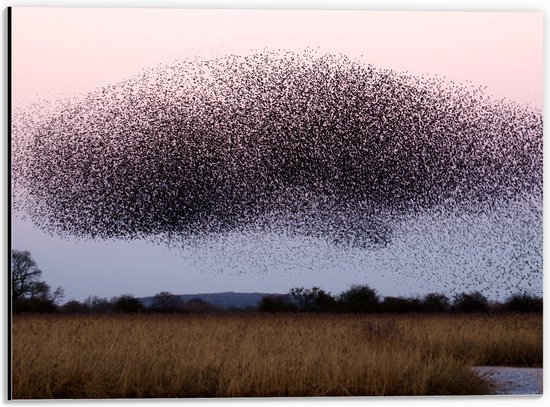 WallClassics - Dibond - Grote Zwerm Vogels in de Lucht - 40x30 cm Foto op Aluminium (Met Ophangsysteem)
