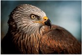 WallClassics - Poster Glossy – Bird of Prey Kite - 90x60 cm Photo sur Papier Poster avec Finition Brillante