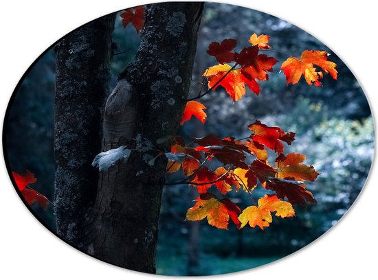 WallClassics - Dibond Ovaal - Herfstbladeren aan Dunne Boomstam - 28x21 cm Foto op Ovaal (Met Ophangsysteem)