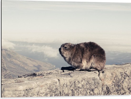 WallClassics - Dibond - Marmot op de Muur - 80x60 cm Foto op Aluminium (Wanddecoratie van metaal)