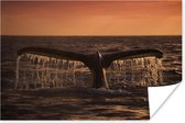 Walvisstaart bij zonsondergang Poster 150x75 cm - Foto print op Poster (wanddecoratie)