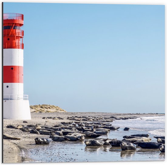 WallClassics - Dibond - Vuurtoren met Rotsen aan de Zee - 50x50 cm Foto op Aluminium (Met Ophangsysteem)