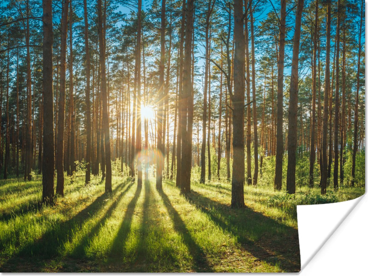 Poster Zon - Bomen - Landschap - Gras - 40x30 cm