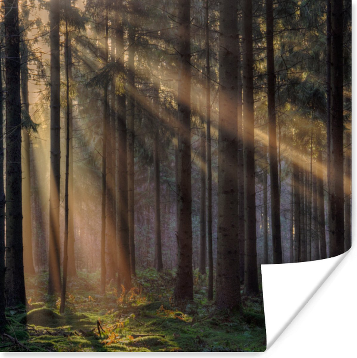 Poster Bomen - Bos - Zon - Planten - 50x50 cm