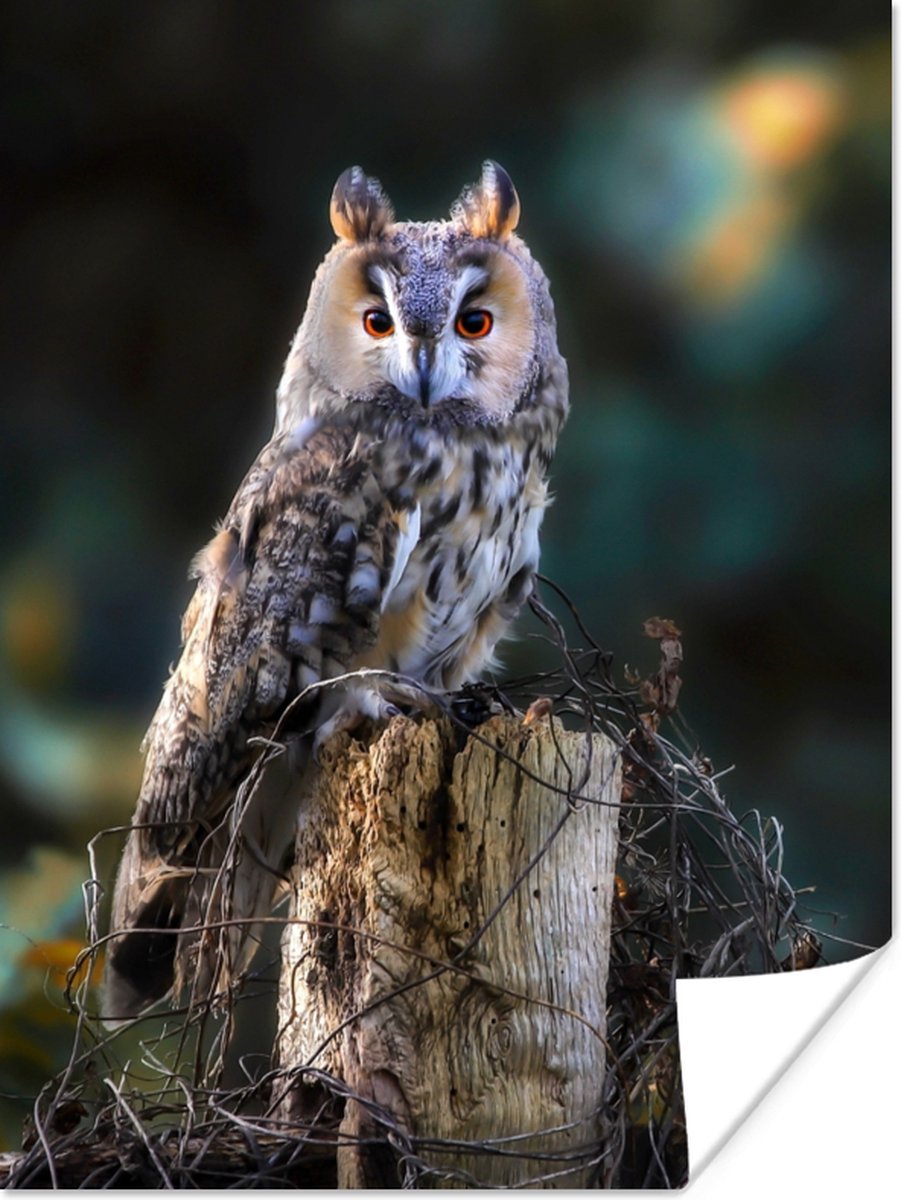 Poster Uil - Herfst - Vogel - Takken - 90x120 cm