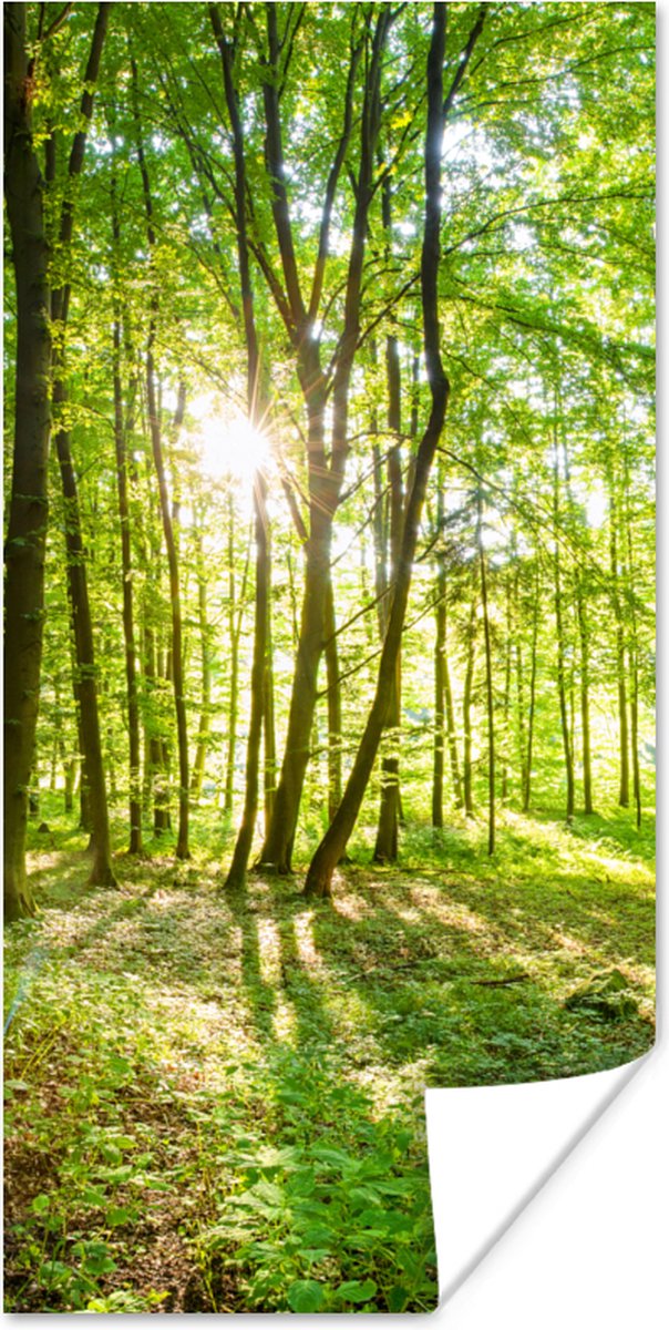 ARTBAY Poster Forêt XXL - 118,8 x 84 cm | Vieux hêtre | Prairie de Fleurs |  Arbres | Forêt ensoleillée | Photos de Nature | Qualité supérieure