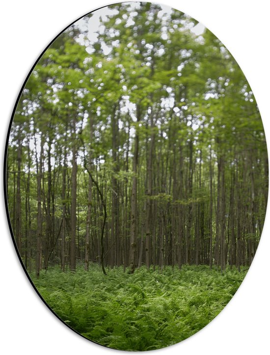 WallClassics - Dibond Ovaal - Wazige Groene Boomtoppen - 30x40 cm Foto op Ovaal (Met Ophangsysteem)