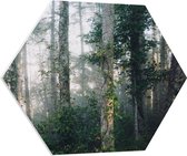WallClassics - Feuille de mousse PVC Hexagone - Brouillard entre les Arbres - 70x60,9 cm Photo sur Hexagone (avec système d'accrochage)
