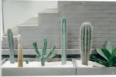 WallClassics - Acrylglas - Cactus Plantenbak - 60x40 cm Foto op Acrylglas (Met Ophangsysteem)