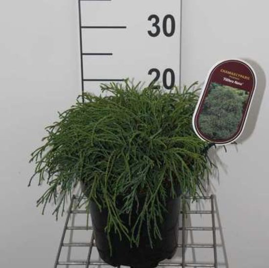 Japanse tuin ideeën + foto's van onze kleine Japanse tuin 24 Chamaecyparis pisifera 'Filifera Nana' - Japanse Cipres