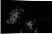 WallClassics - Acrylglas - Zwarte Hond met Donkere Achtergrond - 75x50 cm Foto op Acrylglas (Wanddecoratie op Acrylaat)