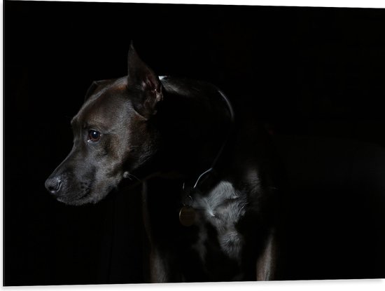 WallClassics - Dibond - Zwarte Hond met Donkere Achtergrond - 80x60 cm Foto op Aluminium (Wanddecoratie van metaal)