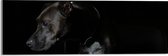 WallClassics - Acrylglas - Zwarte Hond met Donkere Achtergrond - 60x20 cm Foto op Acrylglas (Wanddecoratie op Acrylaat)
