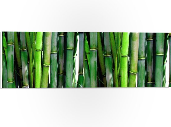 WallClassics - PVC Schuimplaat- Groene Bamboe Takken bij Elkaar - 60x20 cm Foto op PVC Schuimplaat