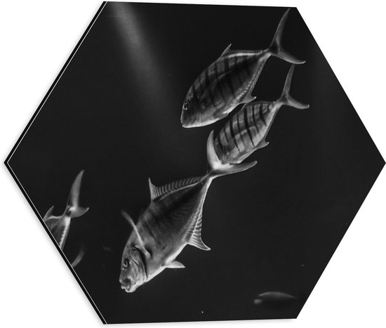 WallClassics - Dibond Hexagon - Vissen in het Aquarium Zwart - Wit - 40x34.8 cm Foto op Hexagon (Met Ophangsysteem)