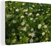 Canvas Schilderij Groen bevernel in een veld met witte bloemen - 40x30 cm - Wanddecoratie