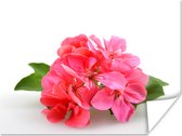 Poster Eenzame roze geranium bloemen - 160x120 cm XXL