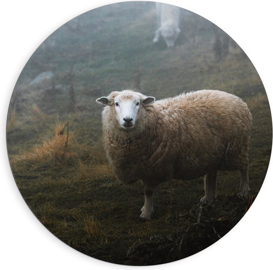 WallClassics - Dibond Muurcirkel - Schaap in de Wei met Mist - 90x90 cm Foto op Aluminium Muurcirkel (met ophangsysteem)