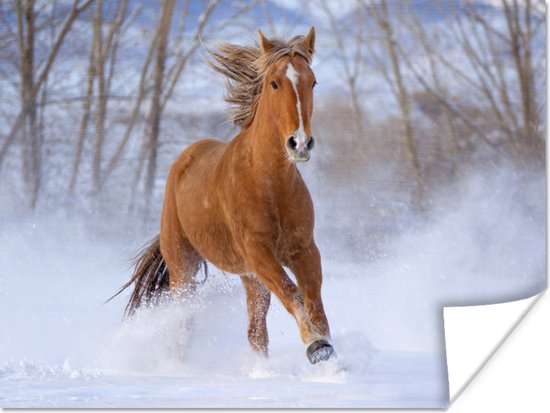 Poster Paard - Sneeuw - Bruin - 120x90 cm
