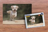 Puzzel Een Shih Tzu hond huppelt door het gele zand - Legpuzzel - Puzzel 1000 stukjes volwassenen