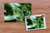 Puzzel Close-up van stukjes broccoli - Legpuzzel - Puzzel 500 stukjes