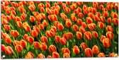 WallClassics - Tuinposter – Close-Up Oranje Tulpen - 100x50 cm Foto op Tuinposter  (wanddecoratie voor buiten en binnen)