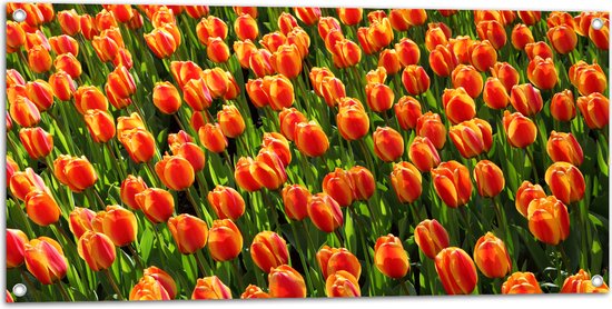 WallClassics - Tuinposter – Close-Up Oranje Tulpen - 100x50 cm Foto op Tuinposter  (wanddecoratie voor buiten en binnen)