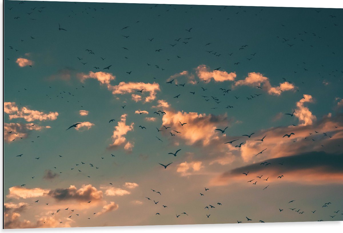 WallClassics - Dibond - Zwerm Vogels bij Witte Wolken - 105x70 cm Foto op Aluminium (Met Ophangsysteem)