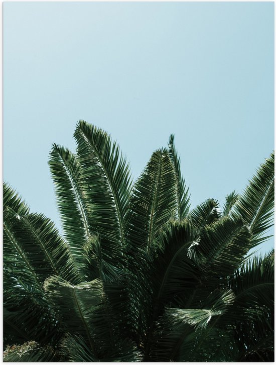 WallClassics - Poster (Matte) - Top of Palm Tree - 60x80 cm Photo sur Papier Poster avec un aspect Mat