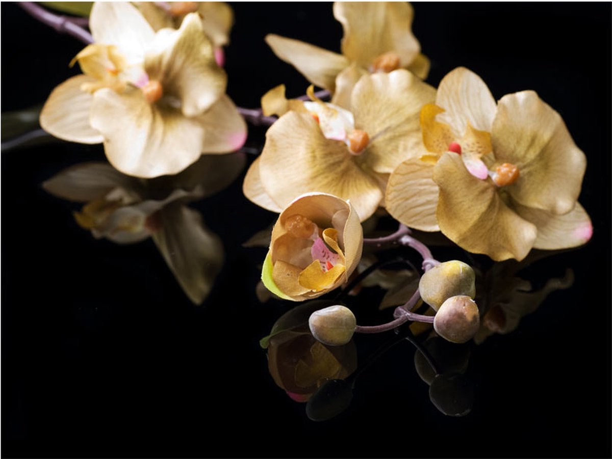 Fotobehang - Orchids in ecru color.