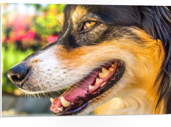 WallClassics - PVC Schuimplaat - Australische Herder van Dichtbij - 75x50 cm Foto op PVC Schuimplaat (Met Ophangsysteem)