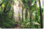 Bureau onderlegger - Muismat - Bureau mat - Jungle - Palmboom - Pad - Jongens - Meisjes - Kids - 60x40 cm
