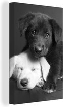 Canvas - Dieren - Honden - Puppy - Zwart - Wit - Woonkamer - 60x90 cm - Schilderijen op canvas - Muurdecoratie - Canvas doek