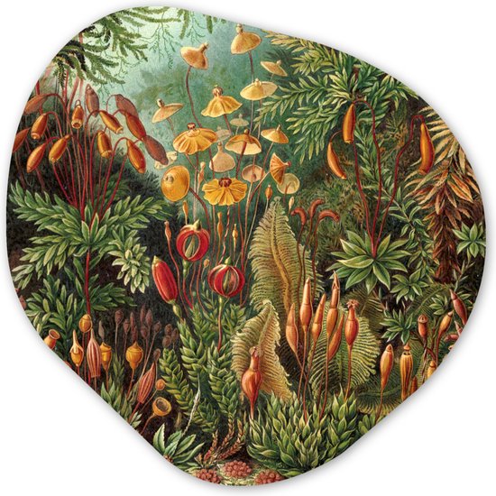 Organische Wanddecoratie - Kunststof Muurdecoratie- Organisch Schilderij - Muscinae - Ernst Haeckel - Oude Meesters- 60x60 cm - Organische spiegel vorm op kunststof