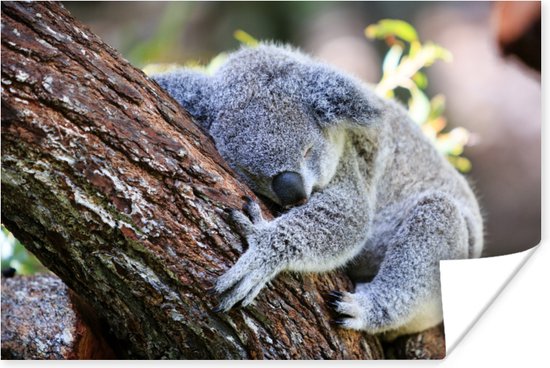 Slapende koala Poster - Foto print op Poster (wanddecoratie)