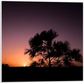 WallClassics - PVC Schuimplaat- silhouet van Zonsondergang achter Boompje - 50x50 cm Foto op PVC Schuimplaat