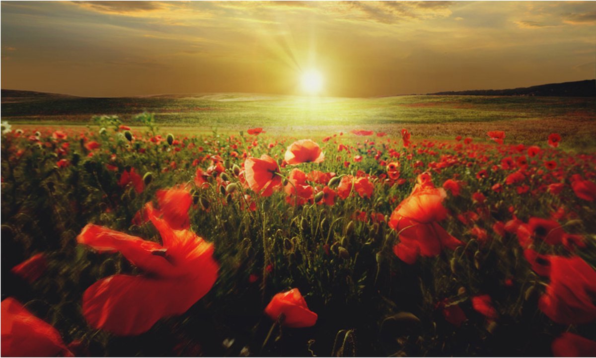 Fotobehang - Ochtend op de papaver weide.