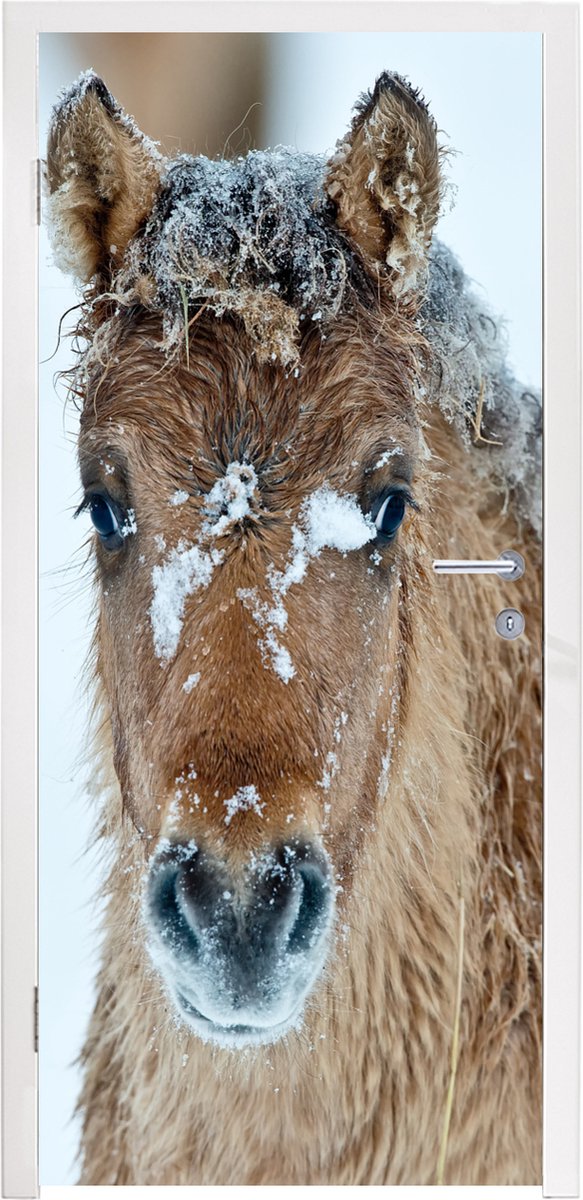 Deurposter 95x215 cm - Deursticker Jong fjord paard bedekt met sneeuw - Meubelfolie zelfkl