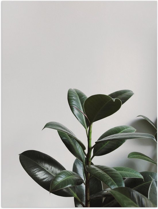 WallClassics - Poster Glanzend – Plant tegen Witte Muur - 75x100 cm Foto op Posterpapier met Glanzende Afwerking