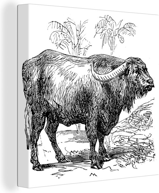 Canvas Schilderij Illustratie van een waterbuffel in het zwart-wit - 50x50 cm - Wanddecoratie