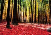 Fotobehangkoning - Fotobehang - Vliesbehang - Behang - Bos - Bladeren - Herfst - Bomen - 152,5 x 104 cm