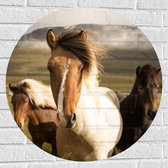 WallClassics - Muursticker Cirkel - Drie Paarden op een Heuvel - 70x70 cm Foto op Muursticker