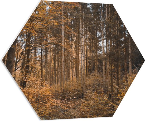 WallClassics - PVC Schuimplaat Hexagon  - Bos in de Herfst - 70x60.9 cm Foto op Hexagon (Met Ophangsysteem)