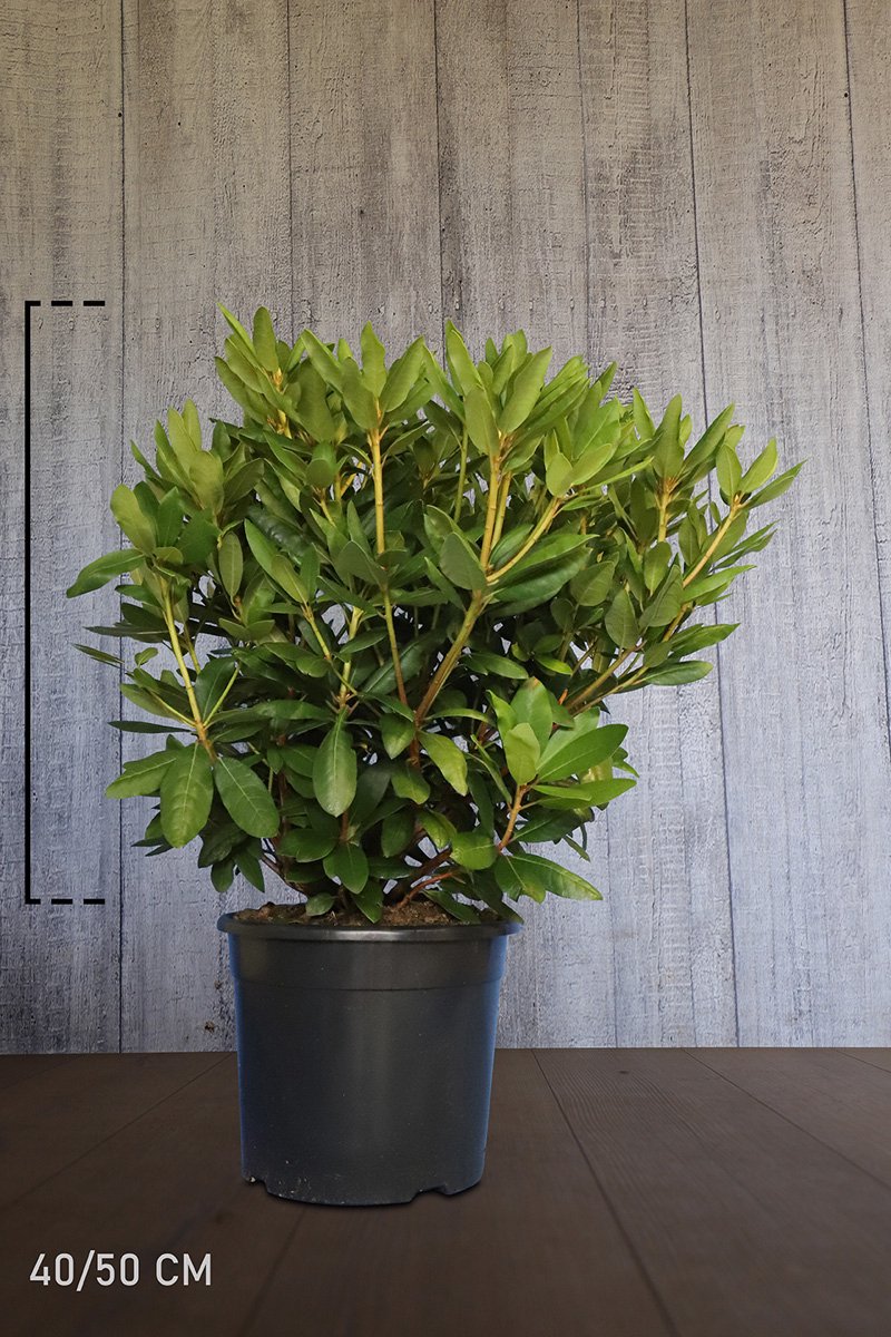 Plants Online - Haagplanten - Rhododendron 'Roseum Elegans' - Pot 40-50 cm - set van 10 - Bloeiende plant - Groeit breed uit - Wintergroen - Zeer winterhard