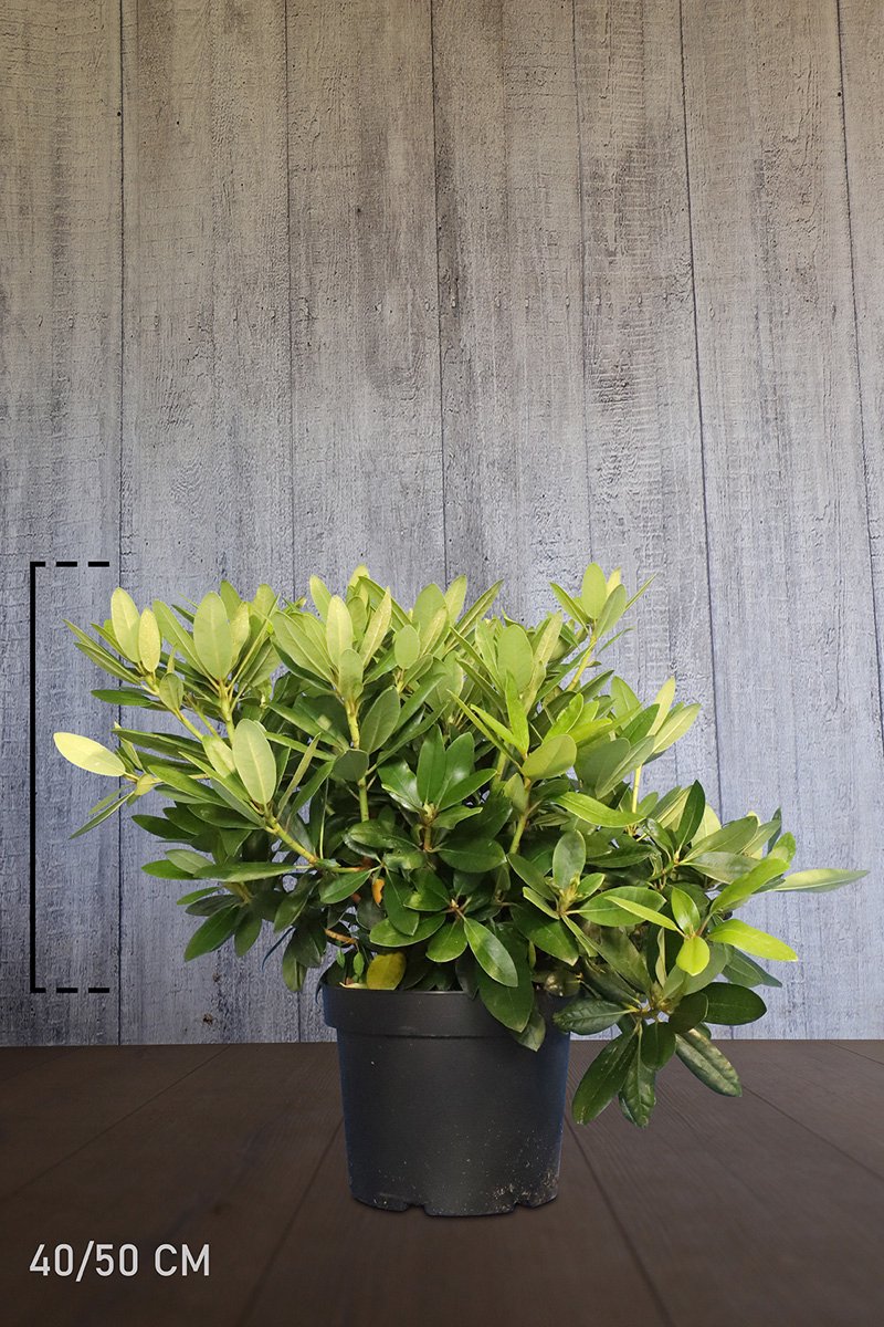 Plants Online - Haagplanten - Rhododendron 'Catawbiense Grandiflorum' - Pot 40-50 cm - set van 10 - Bloeiende plant - Groeit breed uit - Wintergroen - Zeer winterhard