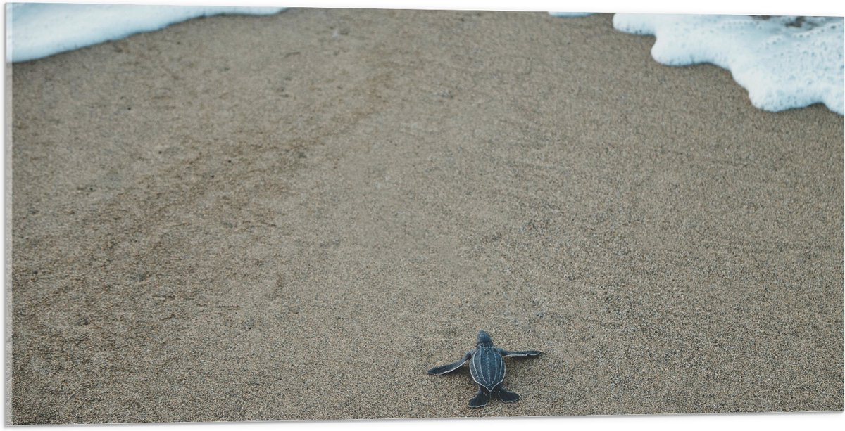 Acrylglas - Kleine Baby Schildpad op het Strand - 100x50 cm Foto op Acrylglas (Wanddecoratie op Acrylaat)