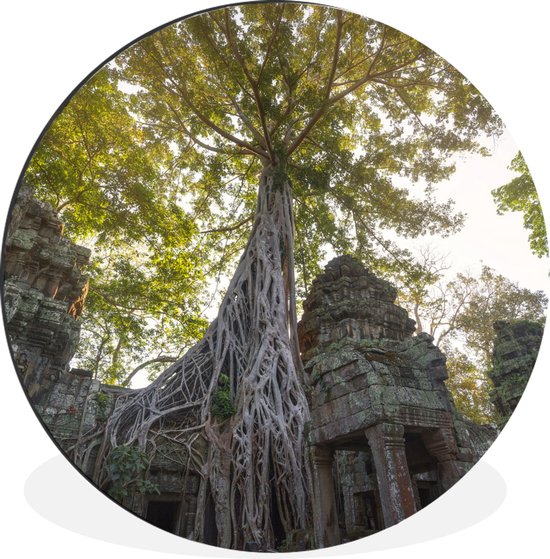 WallCircle - Wandcirkel - Muurcirkel - Boomwortels bij Ta Prohm bij Angkor Wat - Aluminium - Dibond - ⌀ 30 cm - Binnen en Buiten
