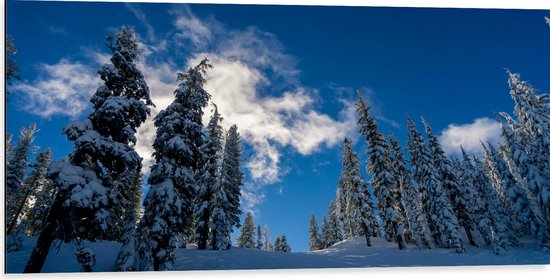 WallClassics - Dibond - Hoge Smalle Bomen in de Sneeuw met Zon - 100x50 cm Foto op Aluminium (Met Ophangsysteem)