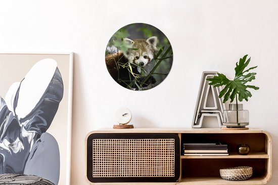 Bébé panda rouge entre les branches cercle mural en aluminium ⌀ 30 cm - impression photo sur cercle mural / cercle vivant / cercle de jardin (décoration murale)